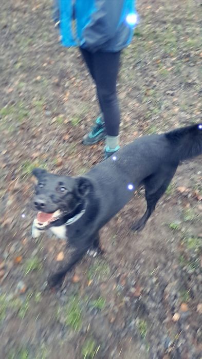 Fajna suczka o imieniu Sławka czeka