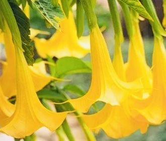 Datura - Brugmansja zółta sadzonki - zostalo 8 sadzonek