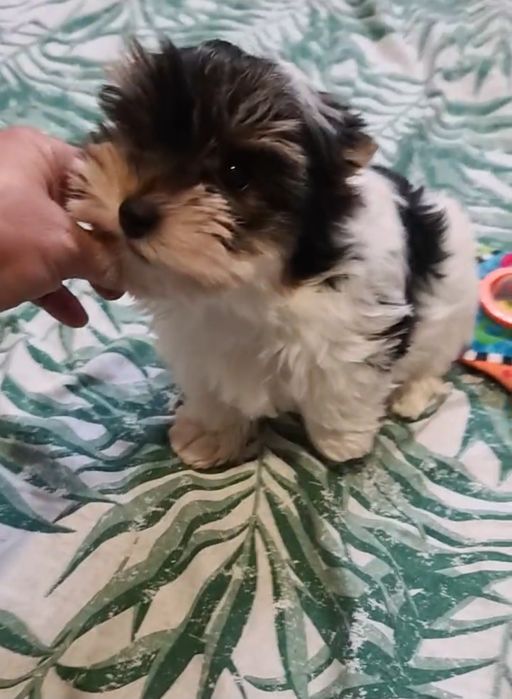 Хлопчик Беббі Фейс  ШОУ клас  Дніпро Доставка