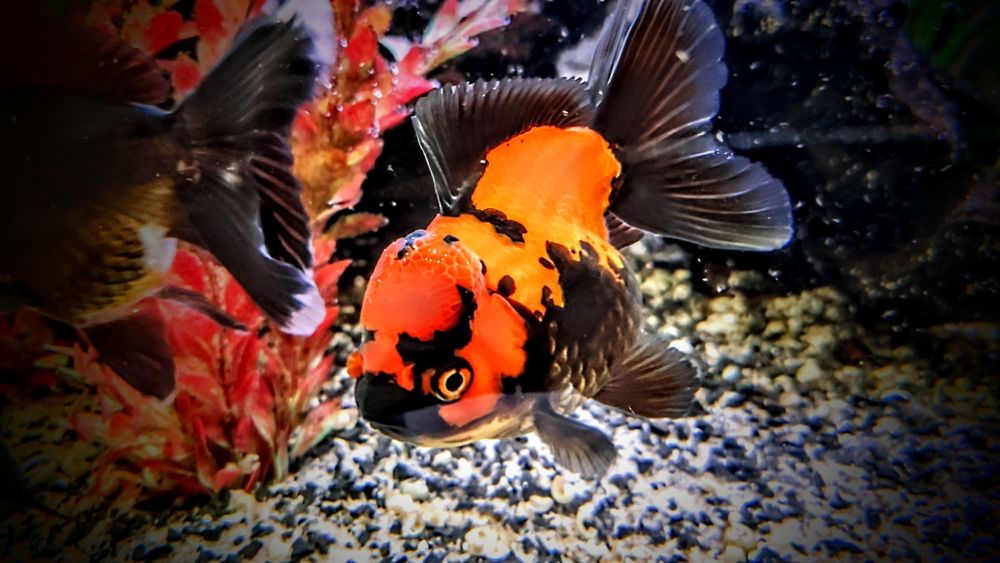Goldfish ,,apache oranda,,  lwia glówka welonki welon welonka