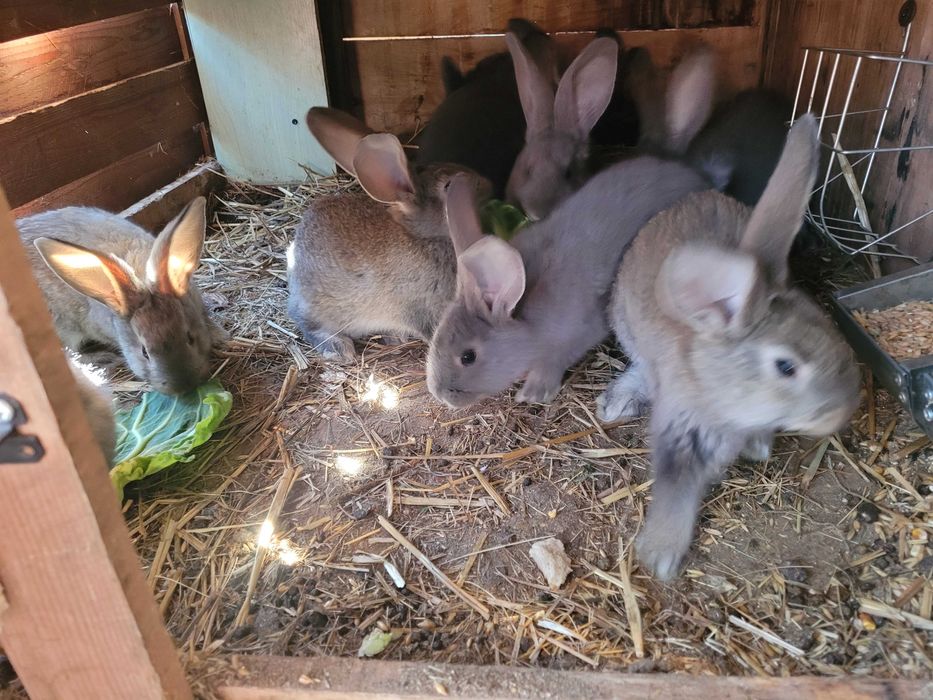 Młode króliki belgi samice