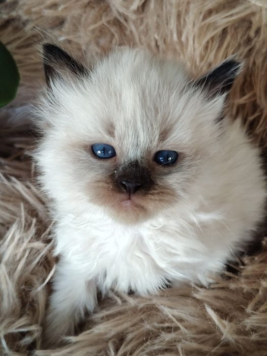 Kotka Neva Masquerade SIB n 33