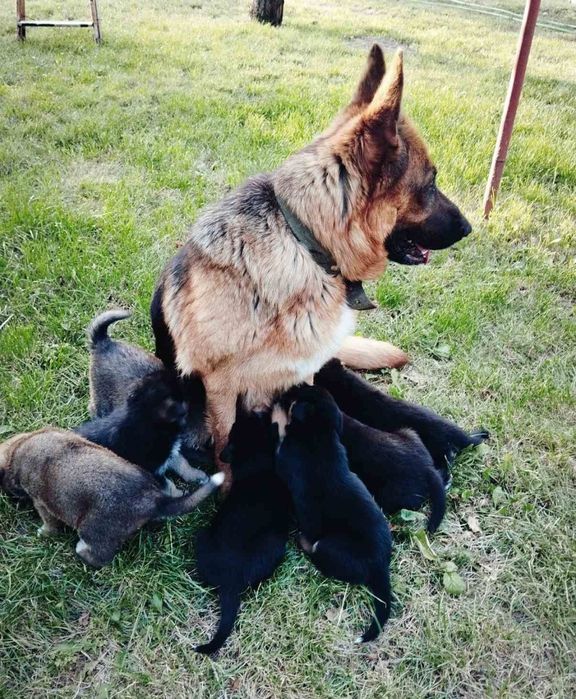 Продам щенков немецкой овчарки