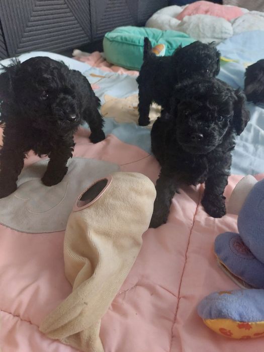 Piękny chlopak czarny pudel miniaturowy FCI