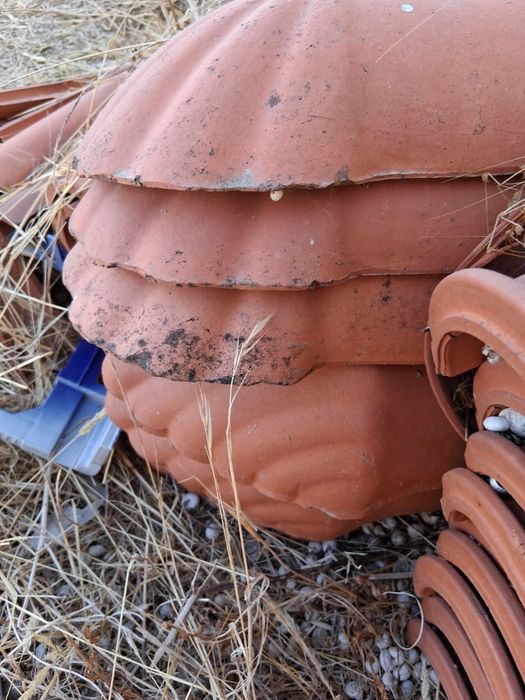 Pata Leão  cumes e outros restos novos