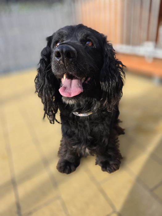 Bambo - czarny spanielek. Adopcja !