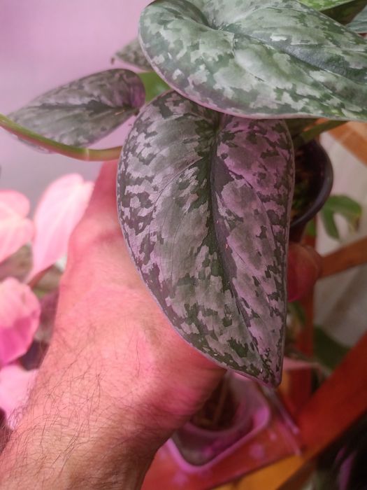 Scindapsus 'Silver Cloud.