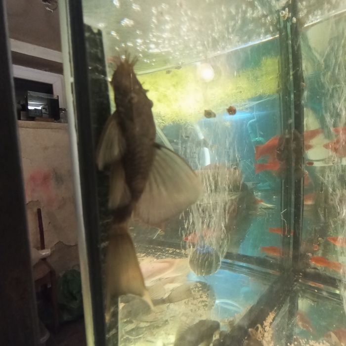 Grene dragon glonojad ancistrus