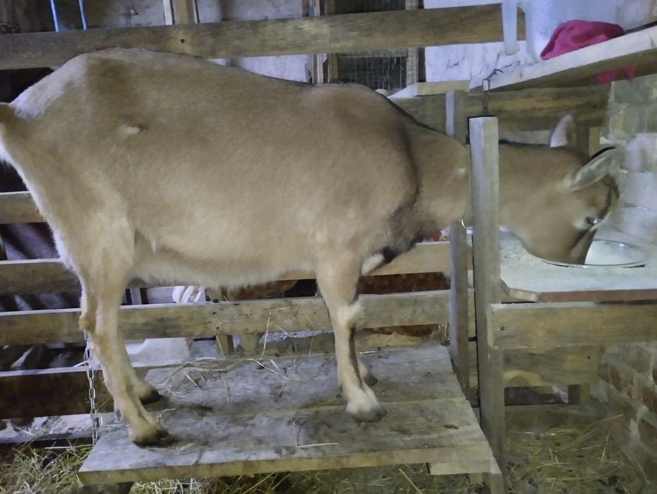 Карликові камерунські кози