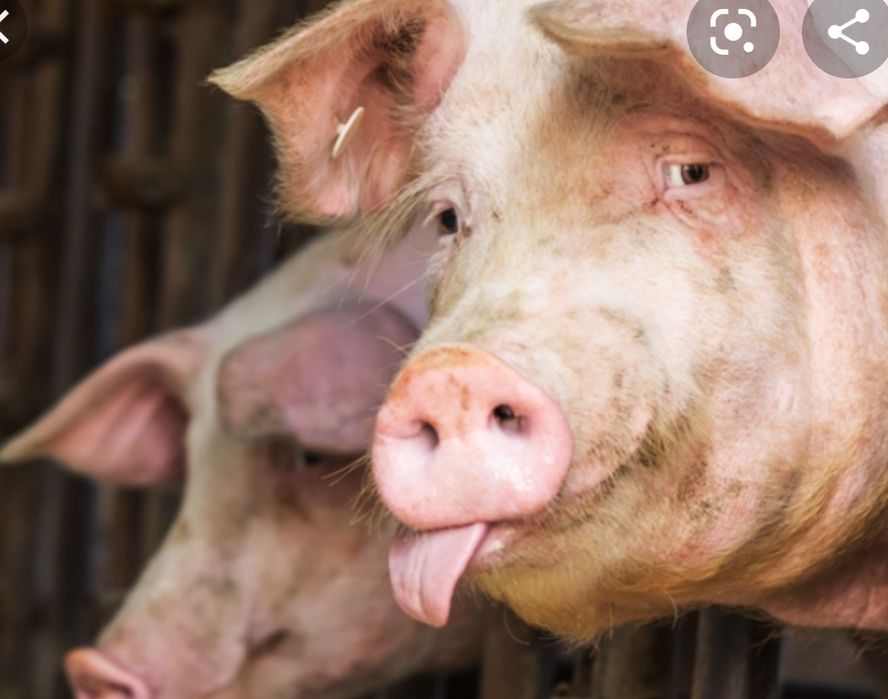 Świeże póltusze prosto od rolnika dostawa w cenie