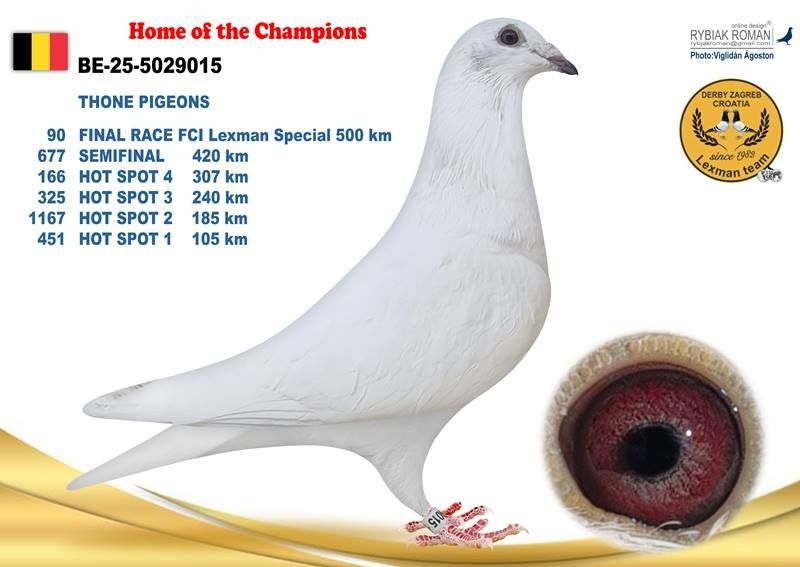 Jos Thone Młode gołębie pocztowe.