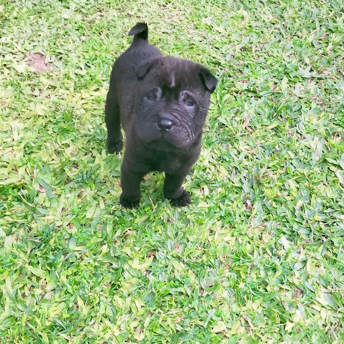 Shar pei macho negro