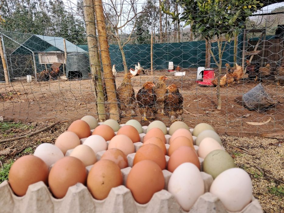 Vendo ovos caseiros