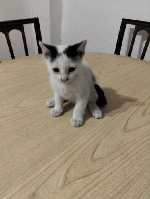 Gatinhos Para Dar