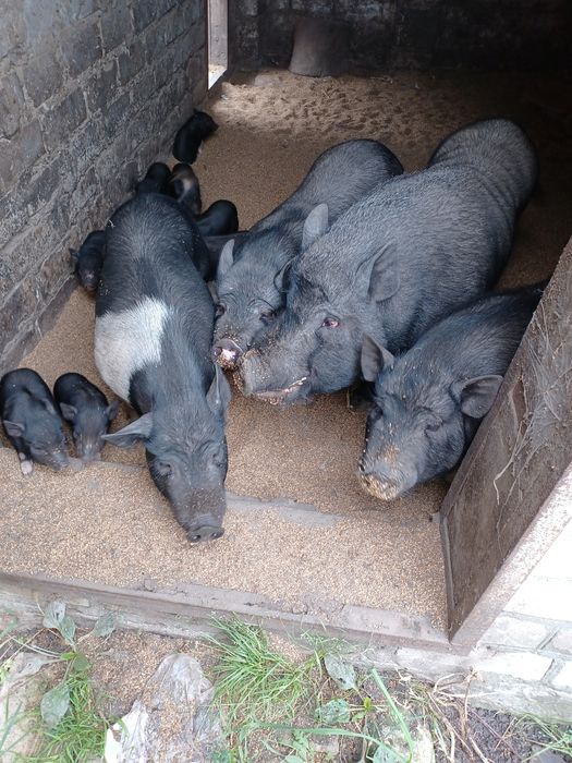 Продам/обмен  Вьетнамских Свинок, семью для развода.