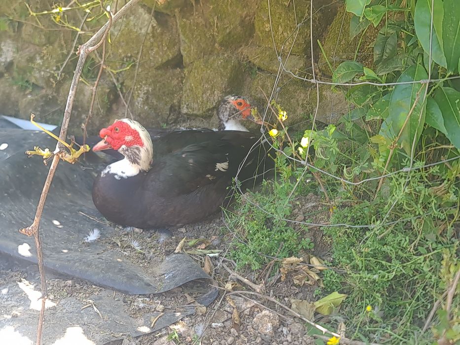 Casal de patos mudos