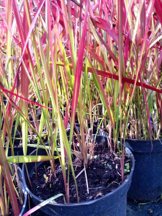 Imperata red baron