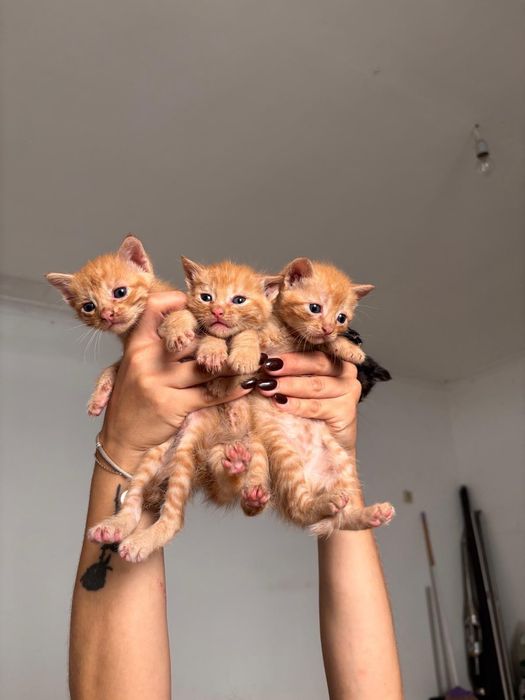 Gatos  para adopção