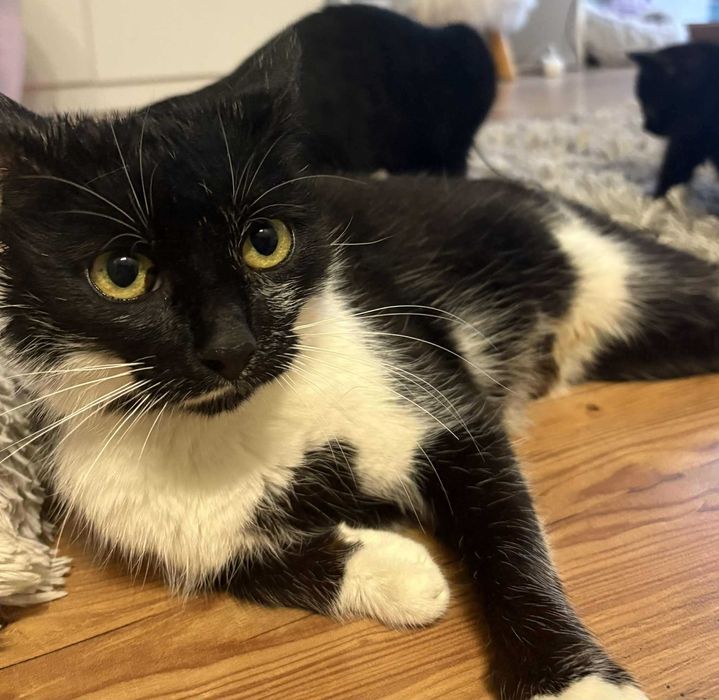 Fiona – kocia gaduła szuka kochającego domu