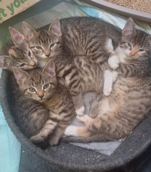 Koty z serca Kaszub polecają się do adopcji!