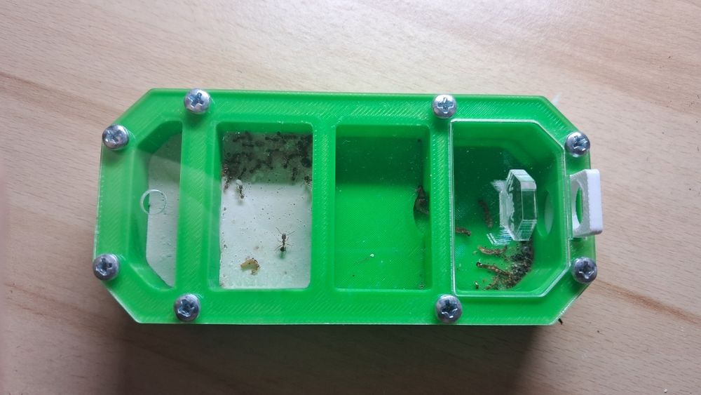 Продам семью Aphaenogaster subterranea 1/20