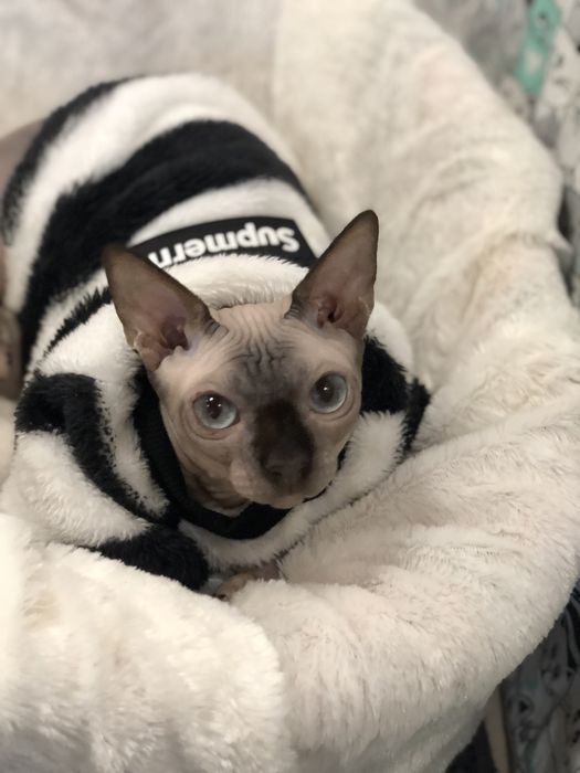 Сфинкс голубоглазая девочка