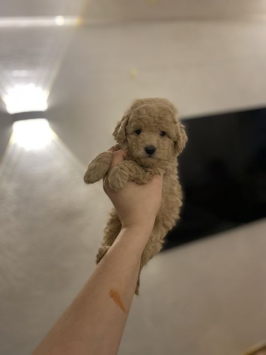 Эксклюзивный мальчик мальтипу — компактный размер