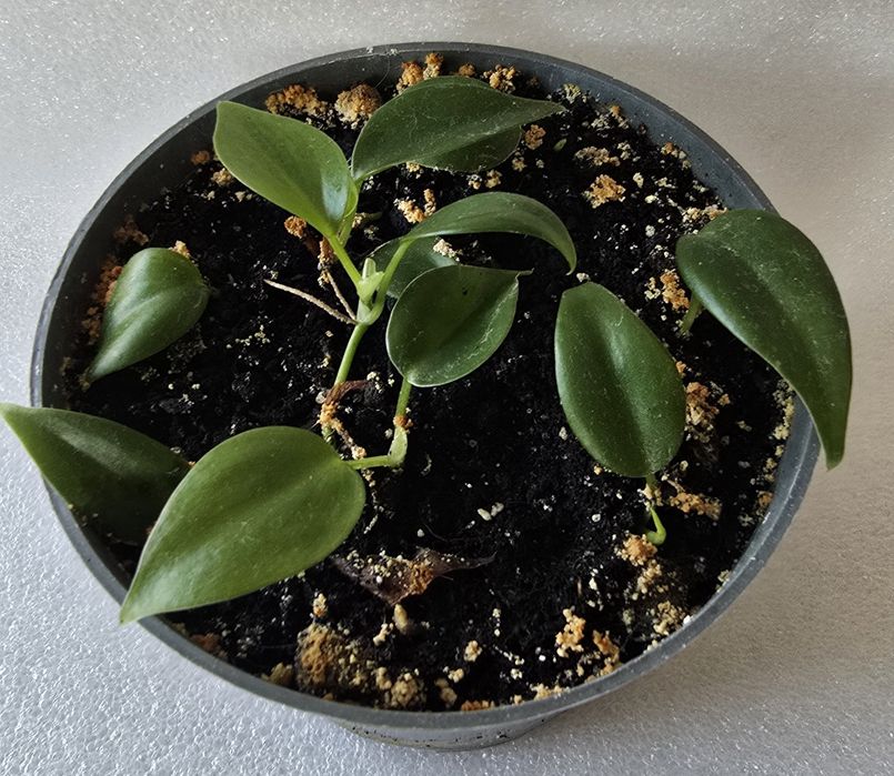 Filodendron pnący philodendron