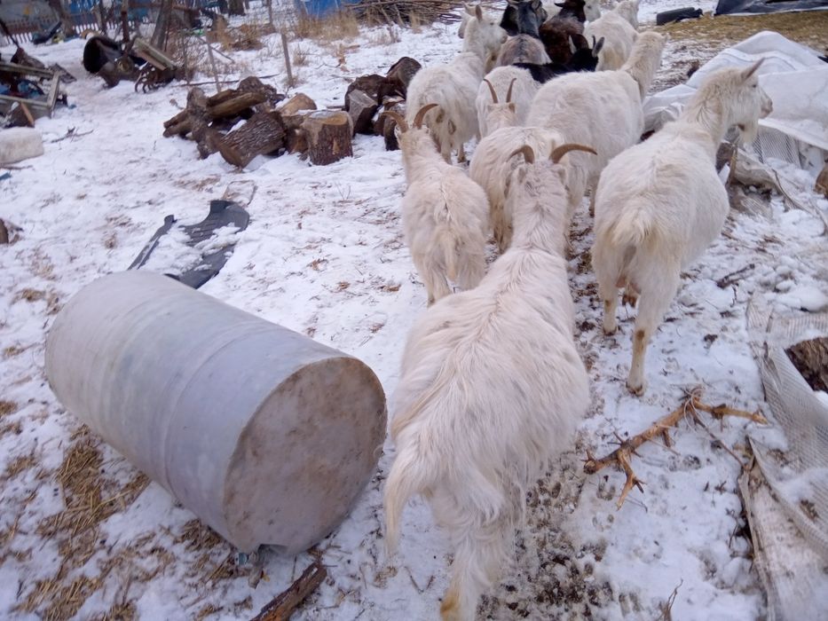 Кози ламанчі та зааненки один рік кітні. Та козенята два місяці