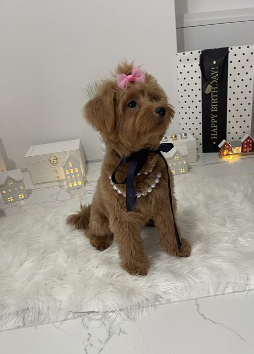 Міні-принцеси Помапу чекають на свої сімї