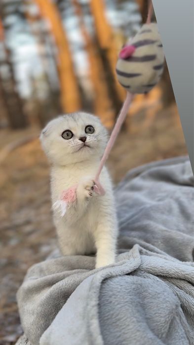 Срібна висл шиншила котеня породиста чистокровна шотландка