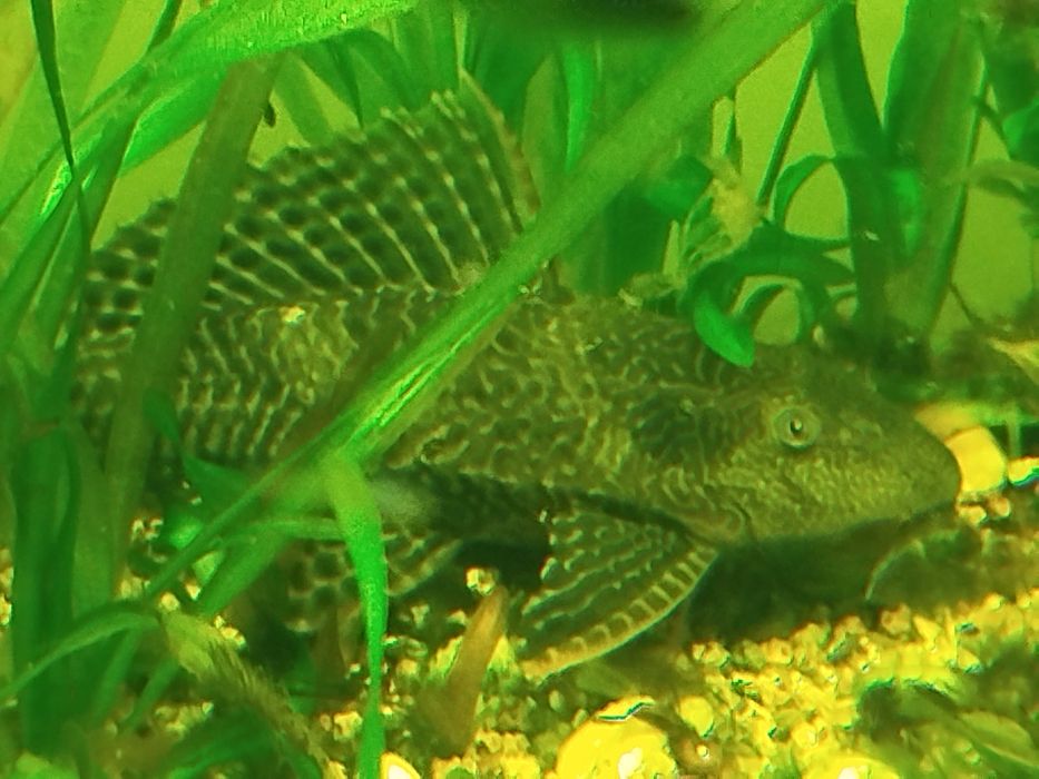 Plecostomus de 25cm