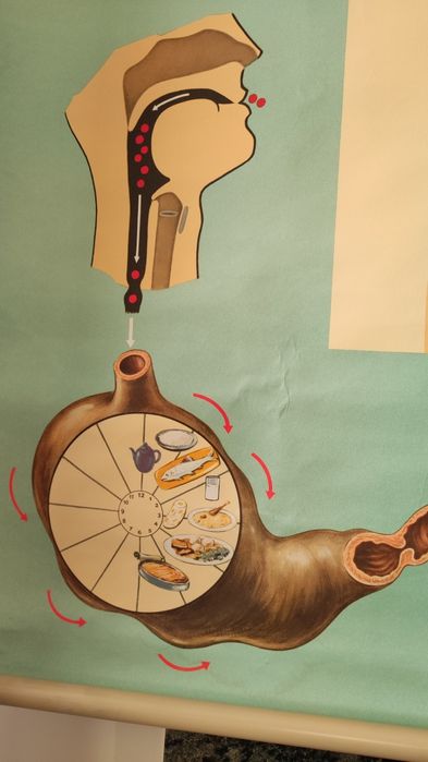 Mapa escolar antigo - Sistema digestivo, gástrico, órgãos corpo humano