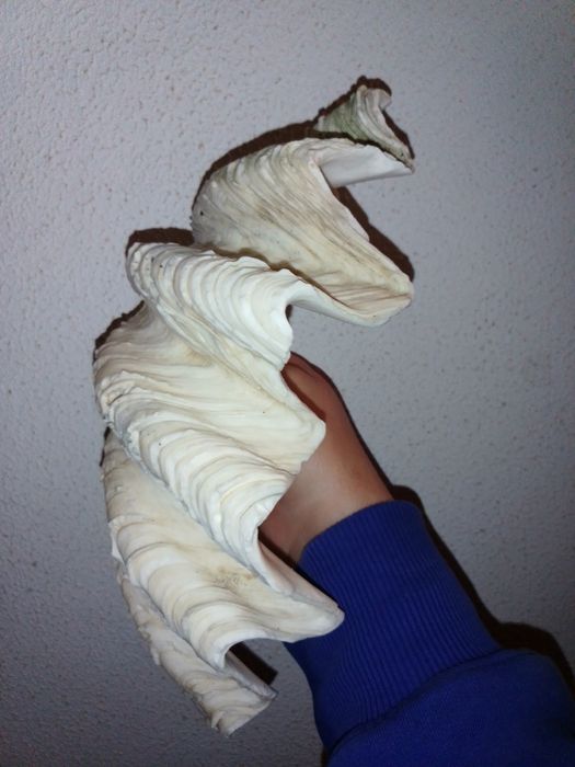 Conchas Tridacna antigas