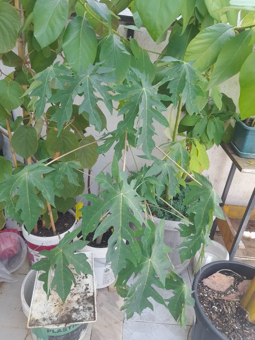 Planta mamão grande para venda.