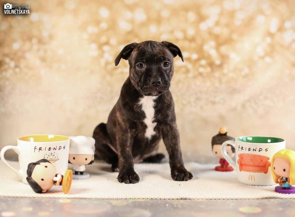 Стаффордширський бультер'єр