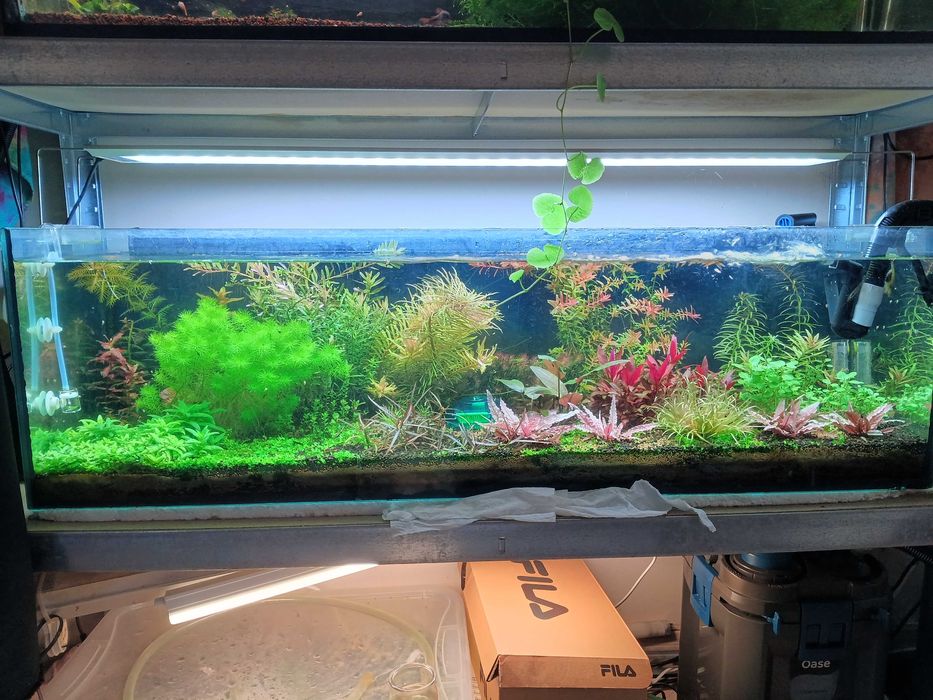 Kit Aquário 90l completo