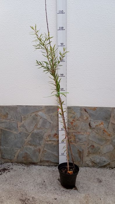 Planta limpa garrafa