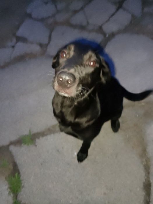 Замечена собака Космос