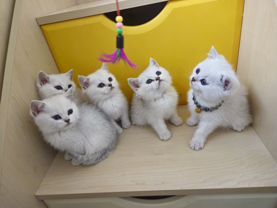 Котята британская серебристая шиншилла