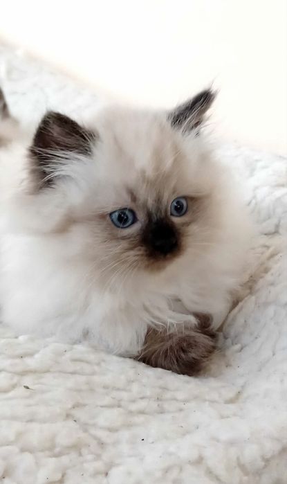 Рэгдолл котятки Ragdollі