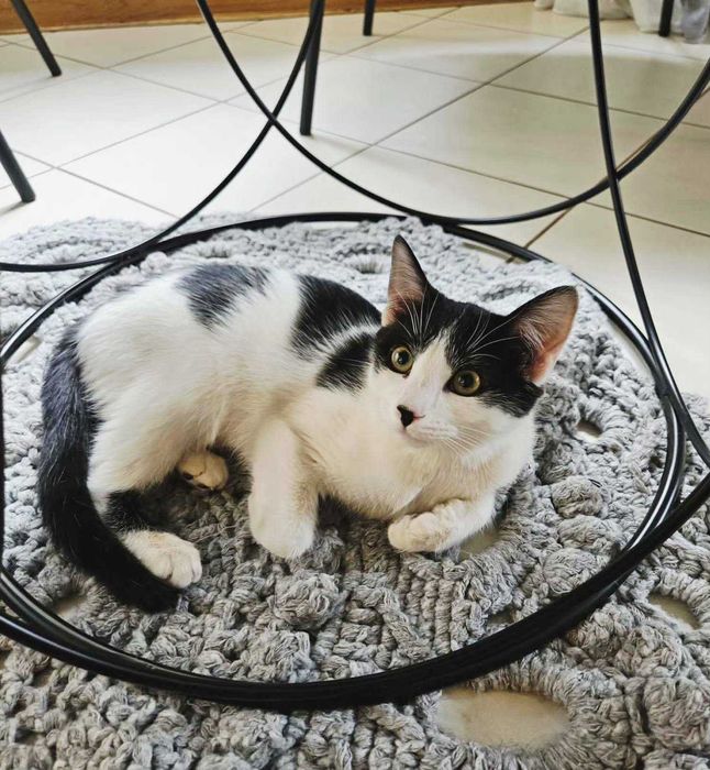 Uratowane Bezdomniaki - szukamy domów - Amber i Łatka !