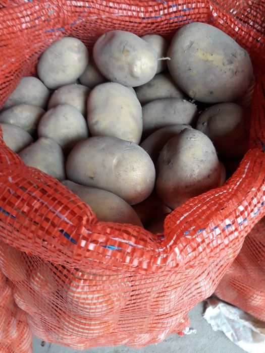 Ziemniaki jadalne żółte Soraya