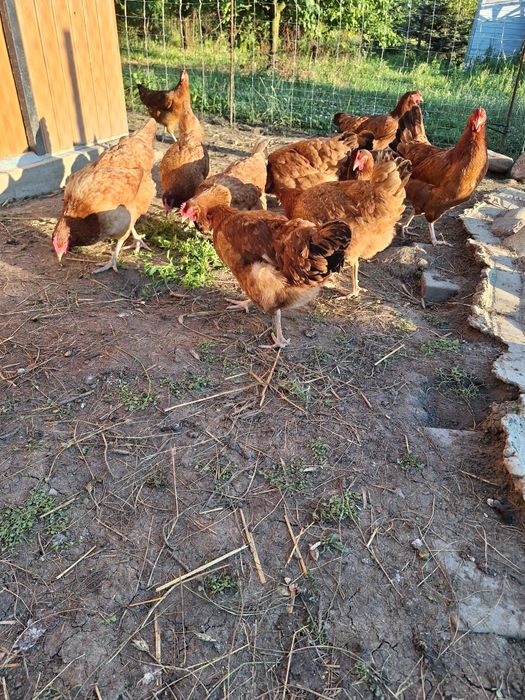 Jaja jajka kur niosek rosy rosa kury nioski nioskai