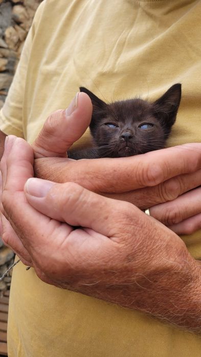Gatos bebes para dar