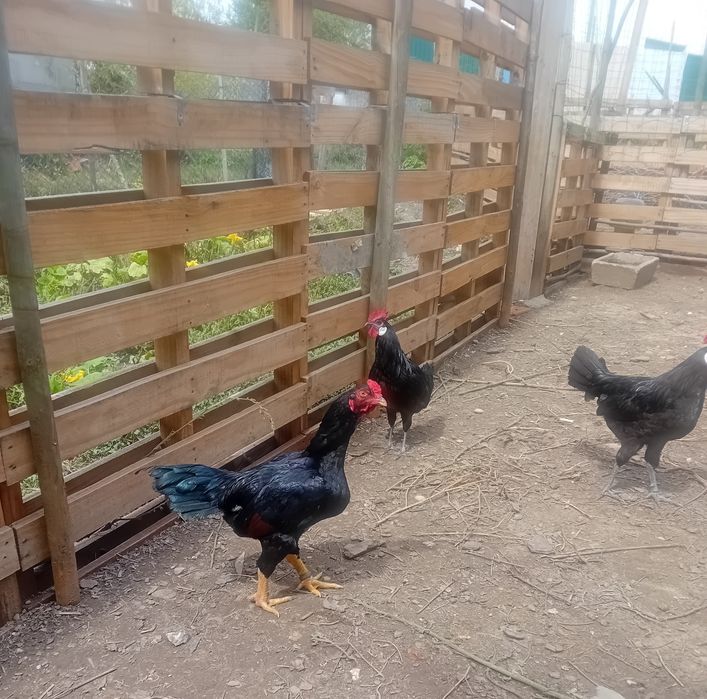 Frangos/ casais de várias raças