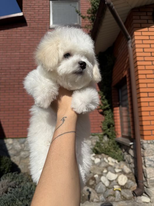 Бішон фрізе / цуценятко