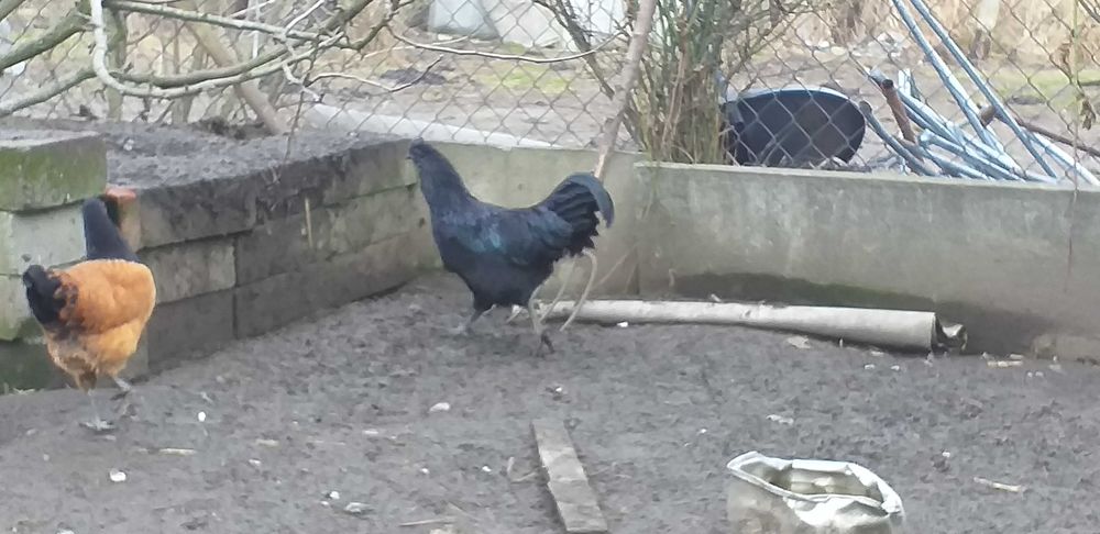 Sprzedam koguty Lakanvelder i Ayam Cemani