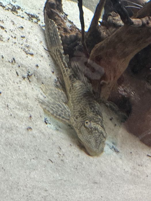 Pleco comum 20 cm