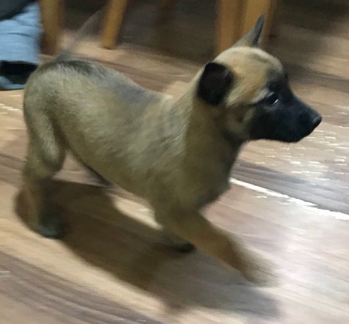 Залишилося 3 хлопчики і 1 дівчинка.Шукають люблячу родину.